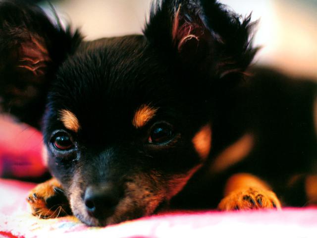 dog_161