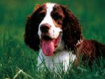 dog_162