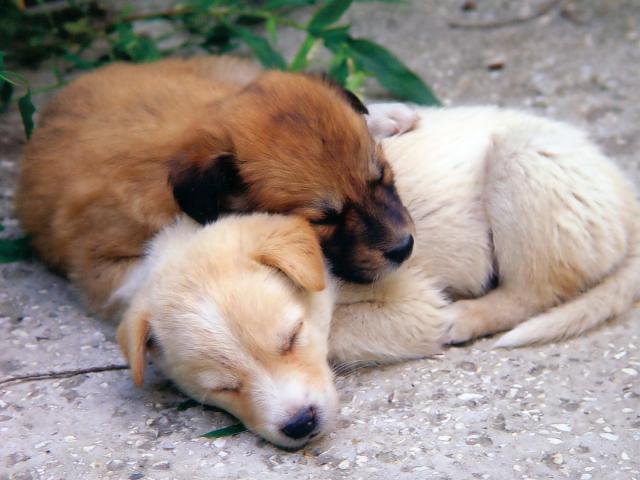 dog_164