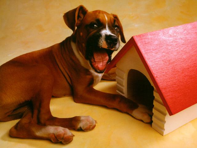 dog_165