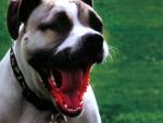 dog_183