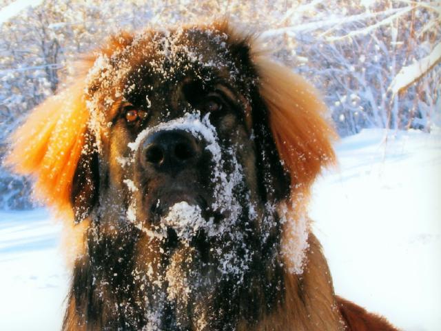 dog_194