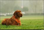 dog_195