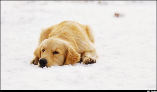 dog_202