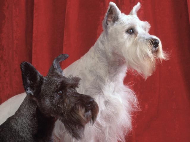 dog_211