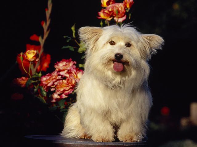 dog_217
