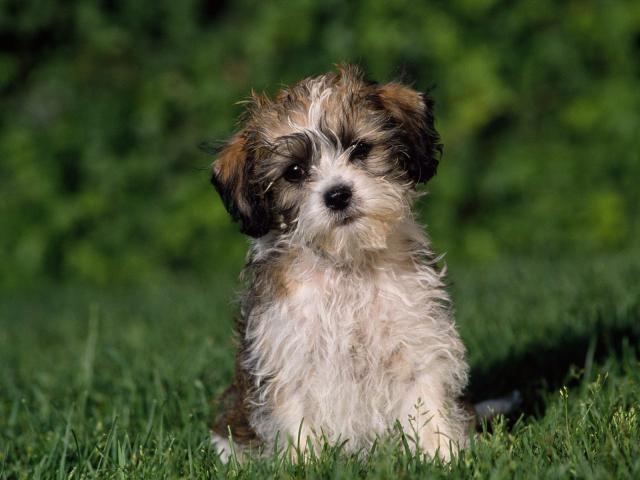 dog_218
