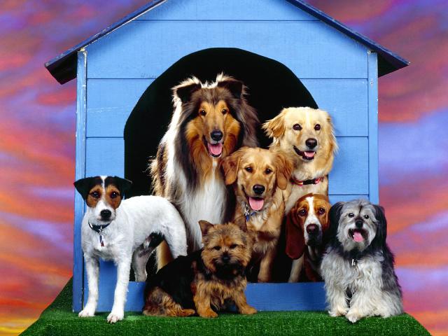 dog_220