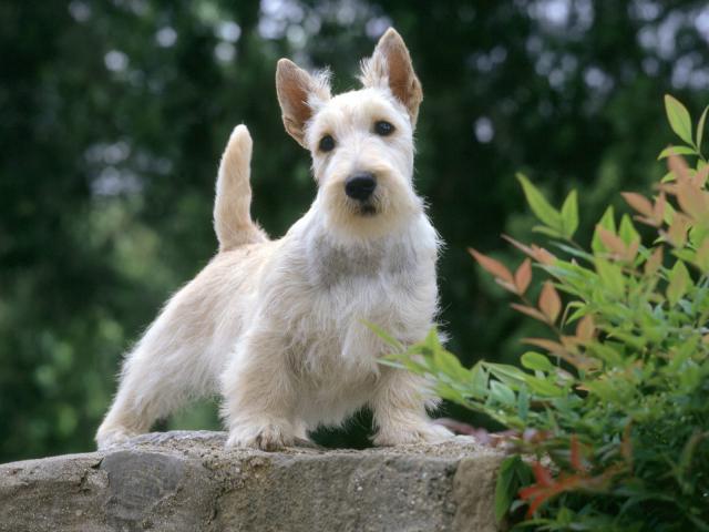 dog_228