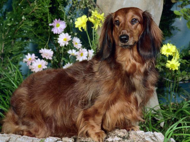 dog_230