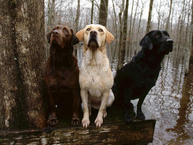 dog_243