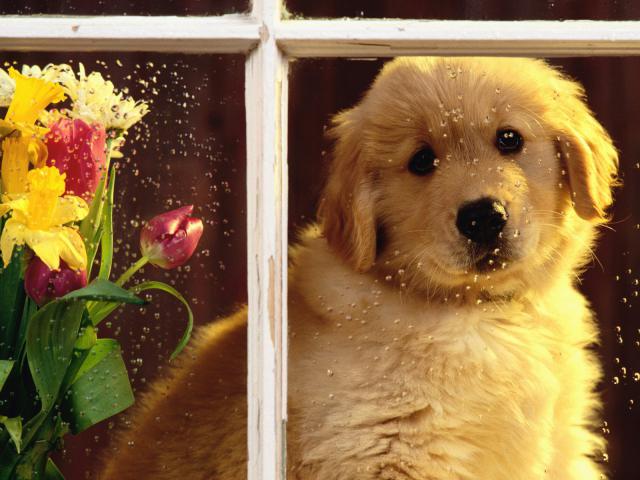 dog_249