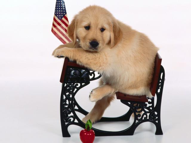 dog_250