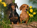 dog_252