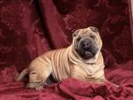 dog_253