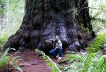 tree_001