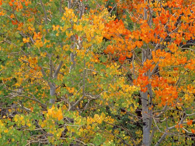 tree_004