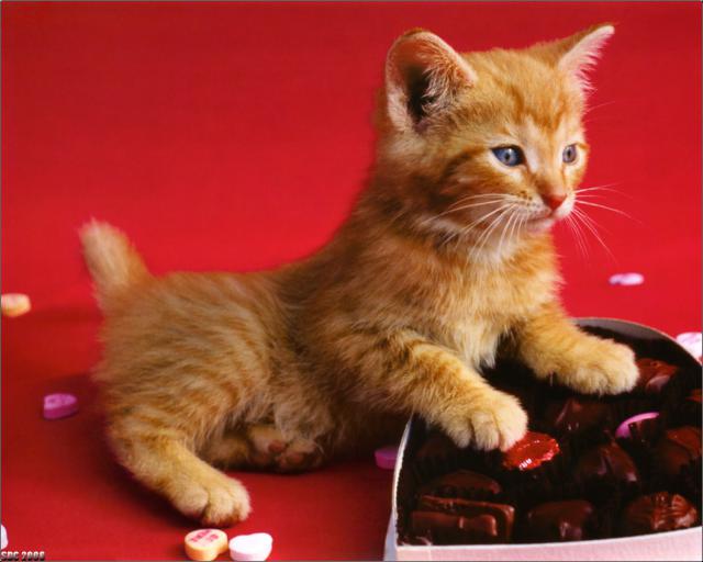 cat_51
