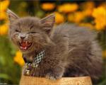 cat_55