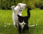 cat_56