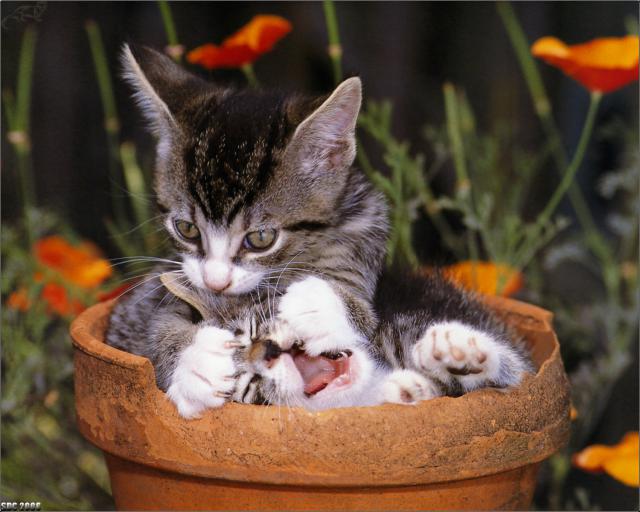 cat_58