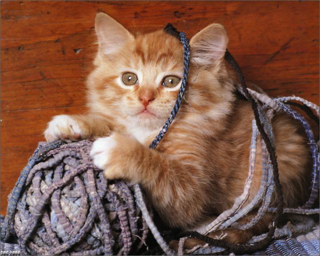 cat_59