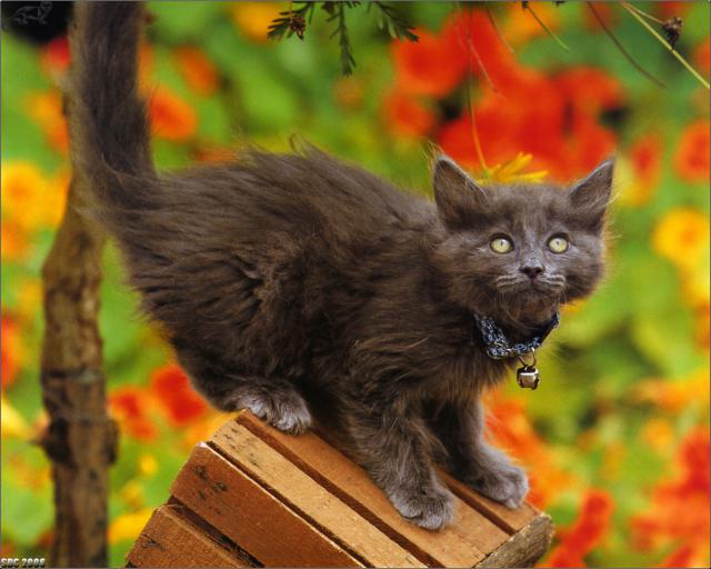cat_60