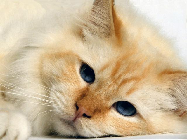 cat_66