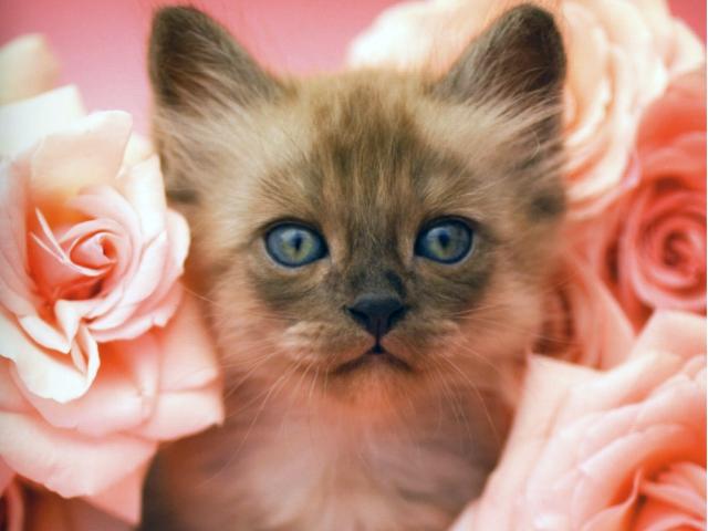 cat_67