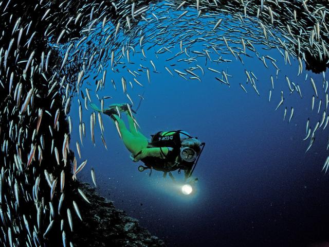ocean-life-203