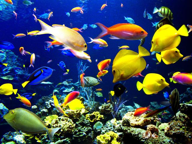 ocean-life-205