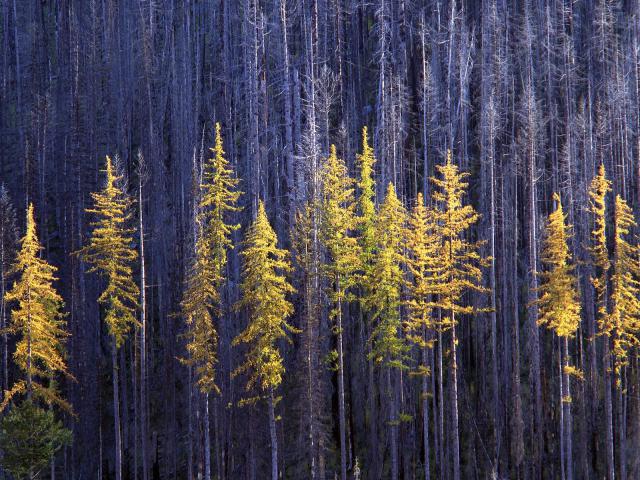 tree_013