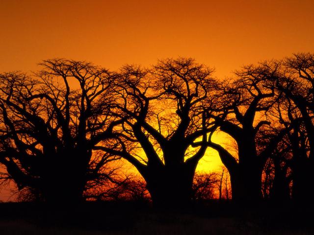 tree_014