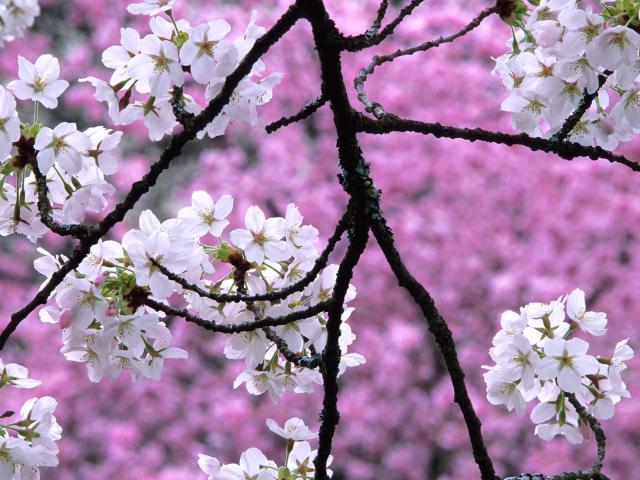 tree_021