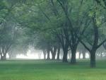 tree_026