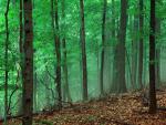 tree_027