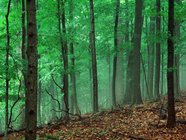 tree_027