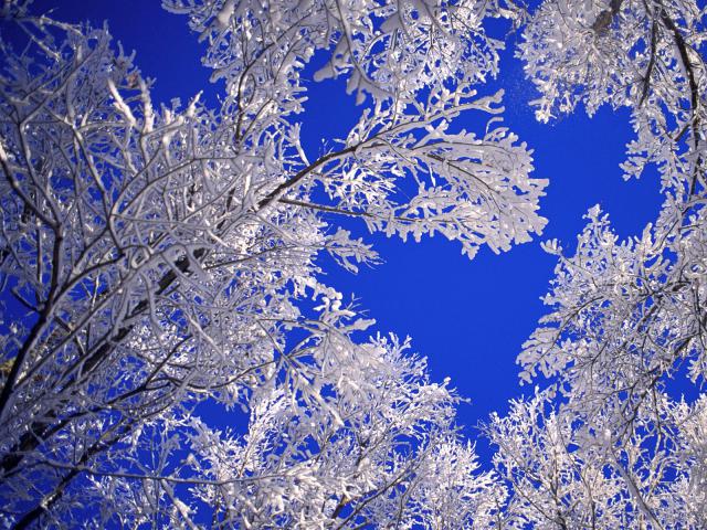 tree_031