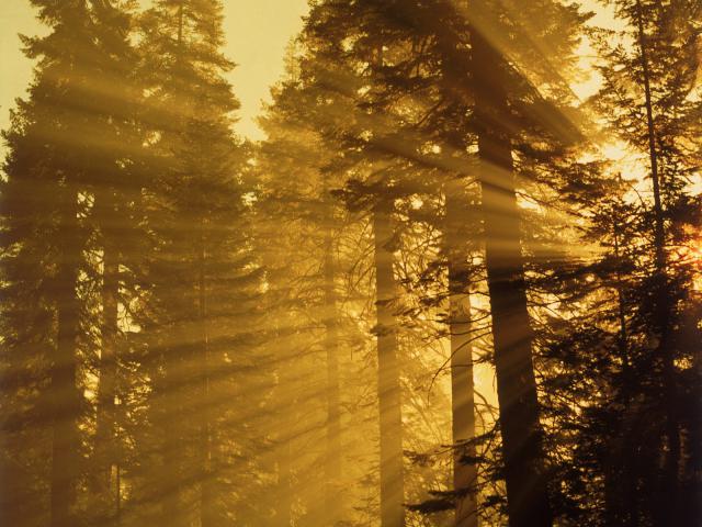 tree_036