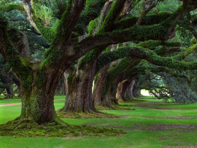 tree_047
