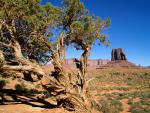 tree_048