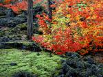 tree_053