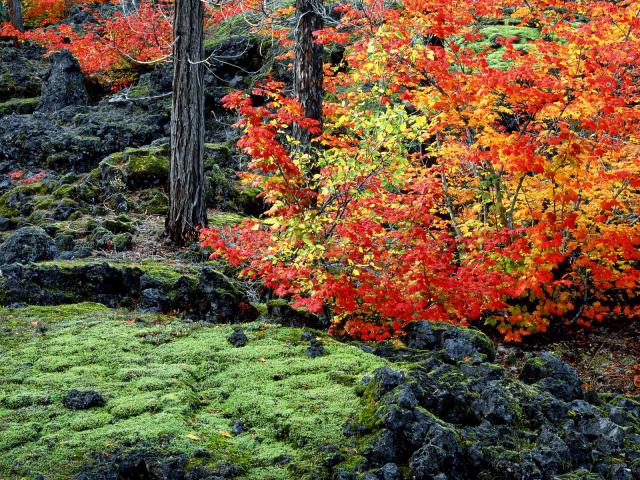 tree_053