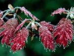 tree_066