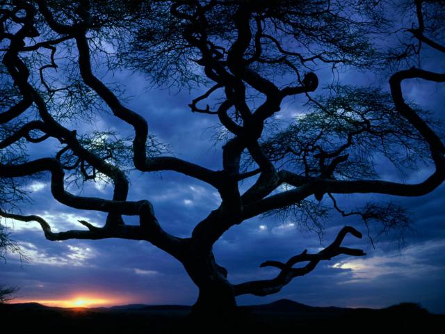 tree_070