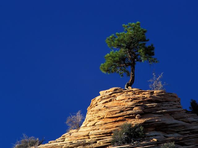 tree_074
