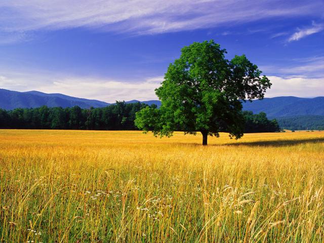 tree_075