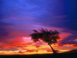 tree_082