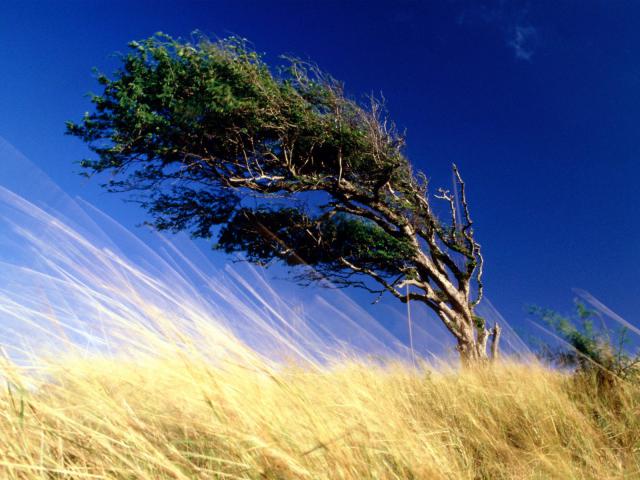 tree_085