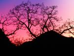 tree_088
